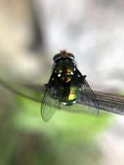 Amenia chrysame