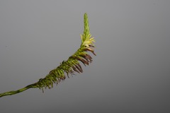 Pitcairnia micotrinensis