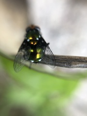 Amenia chrysame