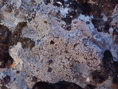 Labyrintha implexa