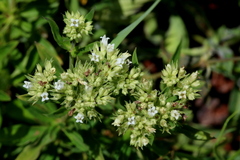 Agathisanthemum bojeri