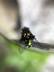 Amenia chrysame