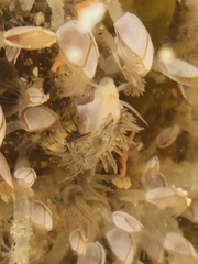 Fiona pinnata