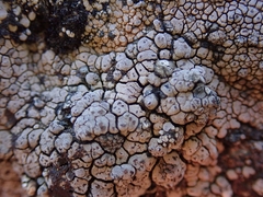 Labyrintha implexa