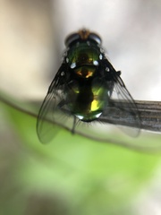 Amenia chrysame