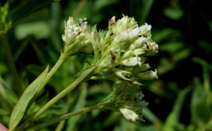 Agathisanthemum bojeri