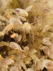 Fiona pinnata