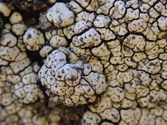 Labyrintha implexa