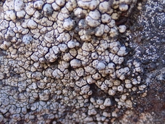 Labyrintha implexa