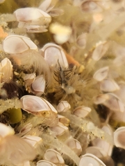 Fiona pinnata