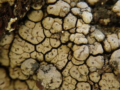 Labyrintha implexa