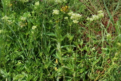 Agathisanthemum bojeri