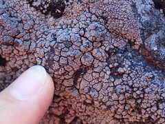 Labyrintha implexa
