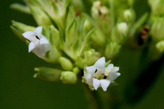 Agathisanthemum bojeri