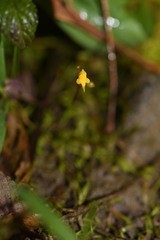 Utricularia pusilla