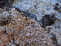 Labyrintha implexa