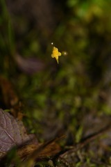 Utricularia pusilla