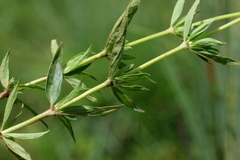 Agathisanthemum bojeri