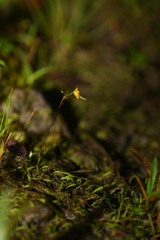 Utricularia pusilla