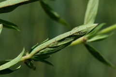 Agathisanthemum bojeri