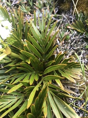 Aciphylla similis