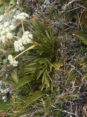 Aciphylla similis