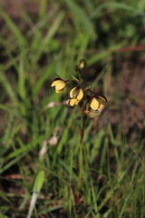 Eulophia parviflora