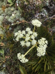 Aciphylla similis