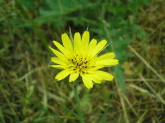 Tragopogon pratensis