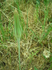 Tragopogon pratensis