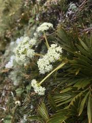 Aciphylla similis