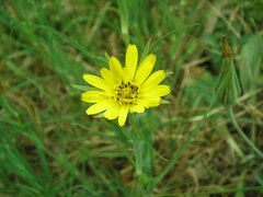 Tragopogon pratensis