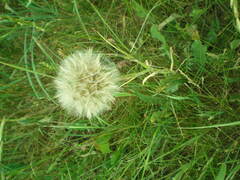 Tragopogon pratensis