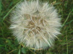Tragopogon pratensis