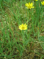 Tragopogon pratensis
