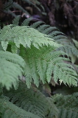 Leptopteris hymenophylloides