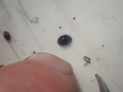 Rhyzobius forestieri