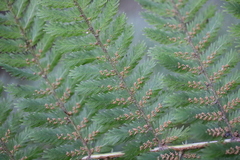 Leptopteris hymenophylloides