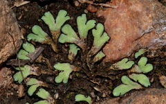 Riccia okahandjana