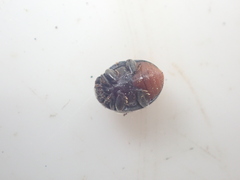 Rhyzobius forestieri