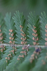 Leptopteris hymenophylloides