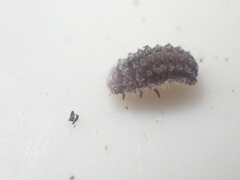 Rhyzobius forestieri