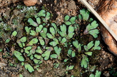 Riccia okahandjana