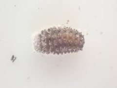 Rhyzobius forestieri