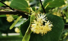 Tilia cordata