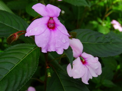 Impatiens flaccida