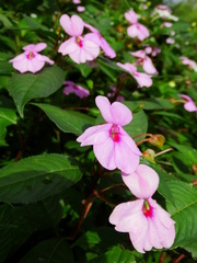 Impatiens flaccida