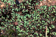 Riccia okahandjana
