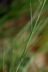 Aspidoglossum interruptum