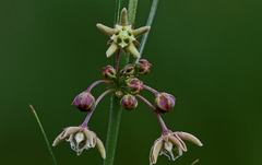 Aspidoglossum interruptum